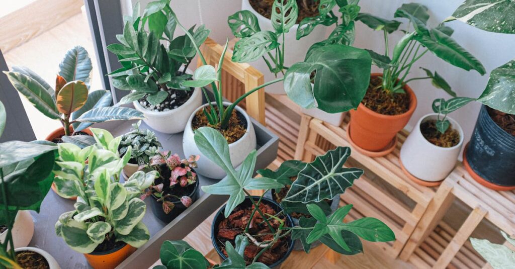 A diverse collection of indoor plants basking in natural light on a wooden shelf in a Vietnamese home.
